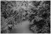 Lush forest along Mill Creek , Jedediah Smith Redwoods State Park. Redwood National Park ( black and white)