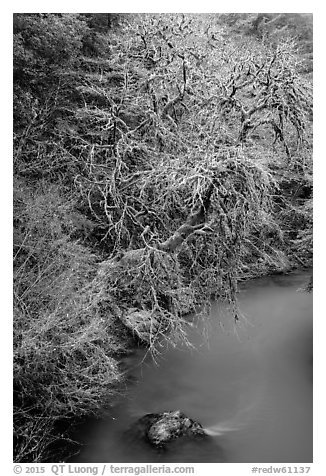 Tree and turquoise Mill Creek, Jedediah Smith Redwoods State Park. Redwood National Park (black and white)