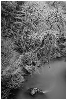 Tree and turquoise Mill Creek, Jedediah Smith Redwoods State Park. Redwood National Park ( black and white)