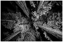 Looking up redwoods lighted at night, Jedediah Smith Redwoods State Park. Redwood National Park ( black and white)