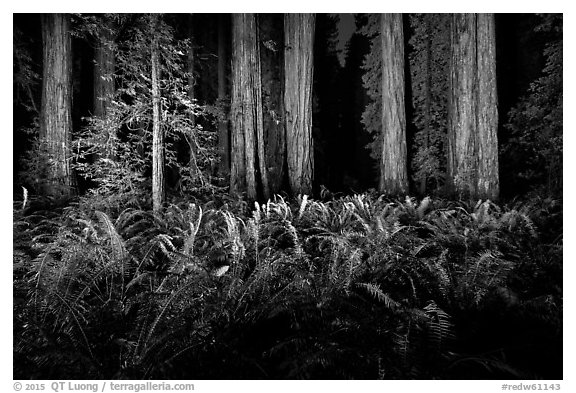 Ferns and redwoods at night, Jedediah Smith Redwoods State Park. Redwood National Park (black and white)
