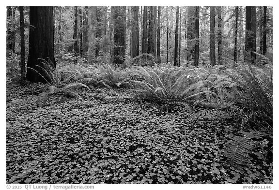 Clovers, ferns, and redwoods, Stout Grove, Jedediah Smith Redwoods State Park. Redwood National Park (black and white)