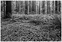 Clovers, ferns, and redwoods, Stout Grove, Jedediah Smith Redwoods State Park. Redwood National Park ( black and white)