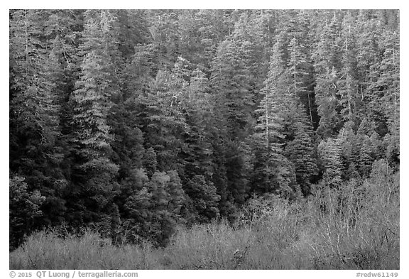 Bare branches and redwood trees, Jedediah Smith Redwoods State Park. Redwood National Park (black and white)