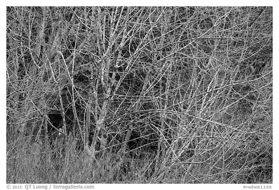 Alder branches, Jedediah Smith Redwoods State Park. Redwood National Park (black and white)