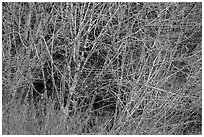 Alder branches, Jedediah Smith Redwoods State Park. Redwood National Park ( black and white)