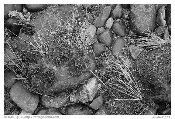 Ground close-up of pebbles and moss on shore of Smith River, Jedediah Smith Redwoods State Park. Redwood National Park (black and white)