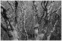 Mossy alder trees. Redwood National Park ( black and white)