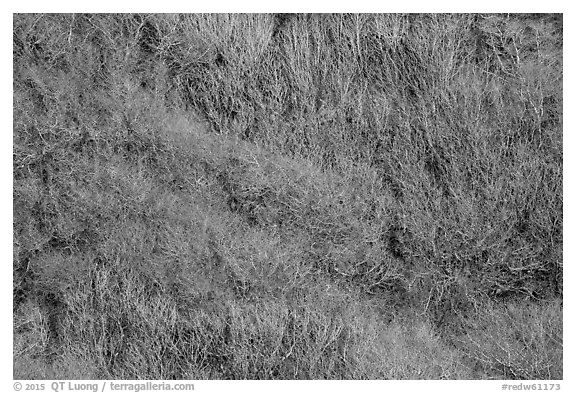 Distant view of bare alder trees on hillside. Redwood National Park (black and white)