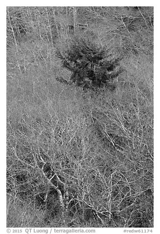 Bare alder trees and conifer. Redwood National Park (black and white)