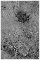 Bare alder trees and conifer. Redwood National Park ( black and white)