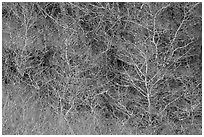 Bare alder trees and branches. Redwood National Park ( black and white)