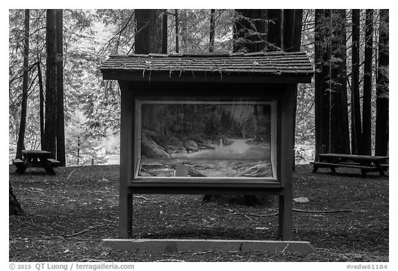Interpretive picture and redoods on the banks of Smith River, Jedediah Smith Redwoods State Park. Redwood National Park (black and white)