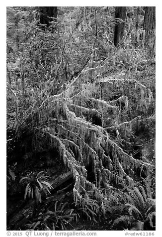 Hanging mosses on tree growing out of giant fallen redwood, Simpson-Reed Grove, Jedediah Smith Redwoods State Park. Redwood National Park (black and white)