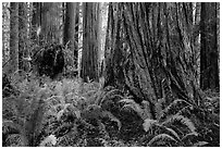 Ferns and giant redwoods, Simpson-Reed Grove, Jedediah Smith Redwoods State Park. Redwood National Park ( black and white)