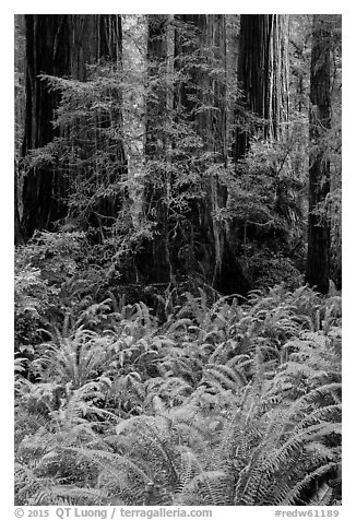 Luxuriant ferns and redwoods, Simpson-Reed Grove, Jedediah Smith Redwoods State Park. Redwood National Park (black and white)