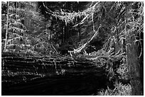 Fallen redwood in luxuriant forest, Simpson-Reed Grove, Jedediah Smith Redwoods State Park. Redwood National Park ( black and white)