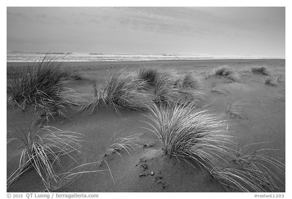 Dune grass, Gold Bluffs Beach, Prairie Creek Redwoods State Park. Redwood National Park (black and white)