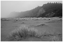 Dune grass, bluff in fog, Gold Bluffs Beach, Prairie Creek Redwoods State Park. Redwood National Park ( black and white)
