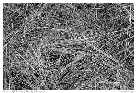 Close-up of tall grass, Gold Bluffs Beach, Prairie Creek Redwoods State Park. Redwood National Park (black and white)