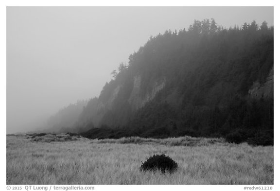 Gold Bluffs in the fog, Prairie Creek Redwoods State Park. Redwood National Park (black and white)