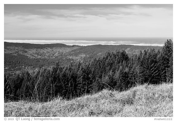 Grasses, trees, and distant Ocean from Dolason Prairie. Redwood National Park (black and white)