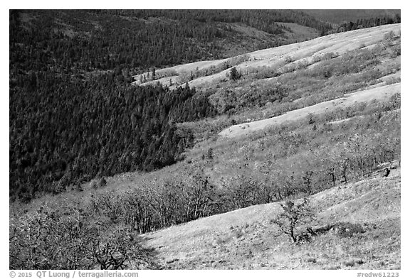 Oak woodlands and evergreens in winter from Childs Hill. Redwood National Park (black and white)
