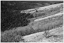 Oak woodlands and evergreens in winter from Childs Hill. Redwood National Park ( black and white)