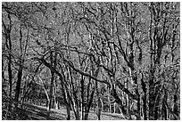 Oaks in winter. Redwood National Park ( black and white)