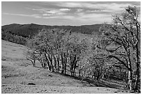 Prairie and oaks in winter near Lyons Ranch trailhead. Redwood National Park ( black and white)