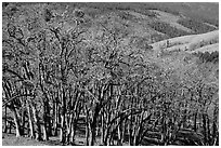 Oak woodland in winter. Redwood National Park ( black and white)