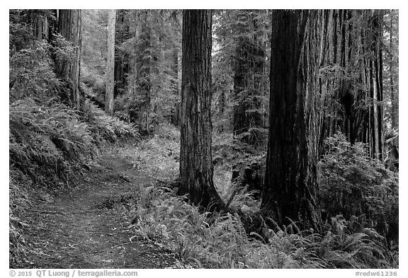 James Irwing Trail, Prairie Creek Redwoods State Park. Redwood National Park (black and white)