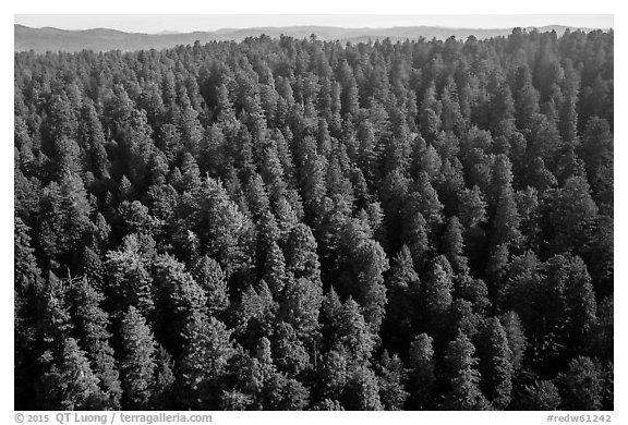 Aerial view of redwood forest. Redwood National Park (black and white)