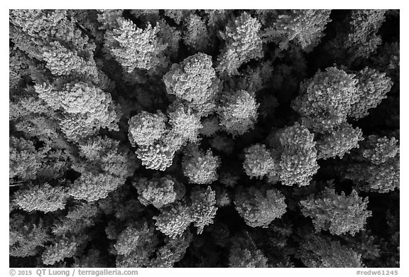 Aerial view of redwood tree canopy. Redwood National Park (black and white)