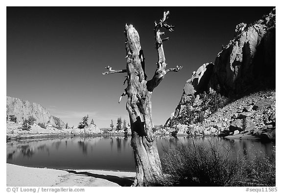 Tree skeleton, Mirror Lake, and Thor Peak, Inyo National Forest. California, USA