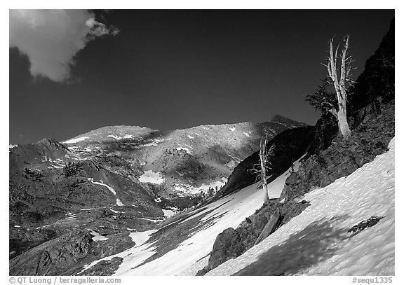 Bare trees above Mineral King, early summer. Sequoia National Park, California, USA.