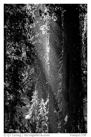 Snow falling from sequoias. Sequoia National Park, California, USA.