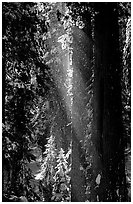 Snow falling from sequoias. Sequoia National Park, California, USA. (black and white)