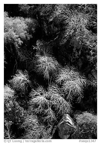 Chaparal on  foothills. Sequoia National Park (black and white)