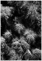 Chaparal on  foothills. Sequoia National Park ( black and white)