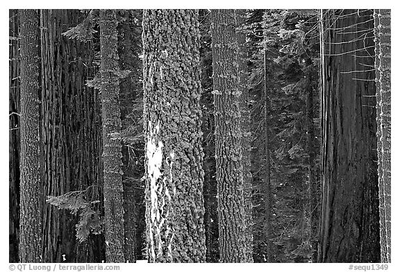 Mosaic of pines, sequoias, and mosses. Sequoia National Park, California, USA.