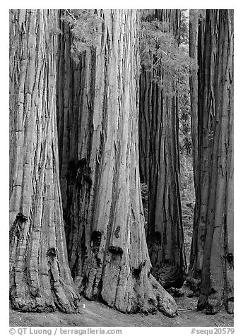 Sequoia trunks. Sequoia National Park (black and white)