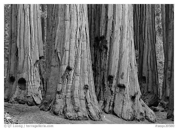 Sequoia truncs. Sequoia National Park (black and white)