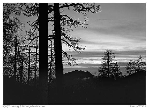 Bare trees in winter and sea of clouds at sunset. Sequoia National Park (black and white)