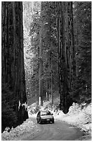 Road and Sequoias in winter. Sequoia National Park, California, USA. (black and white)