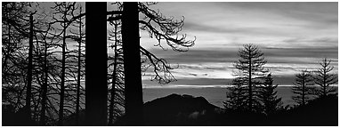Sea of clouds and trees at sunset. Sequoia National Park (Panoramic black and white)