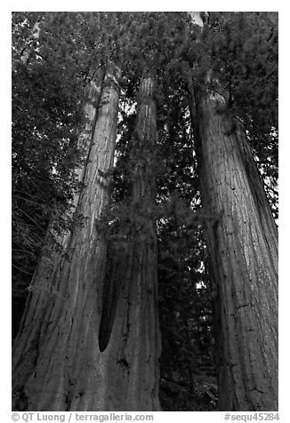 Cluster of giant sequoia trees. Sequoia National Park (black and white)