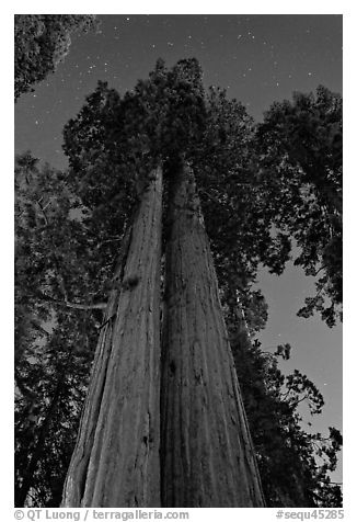 Sequoia trees at night under stary sky. Sequoia National Park, California, USA.