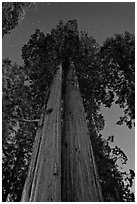 Sequoia trees at night under stary sky. Sequoia National Park ( black and white)