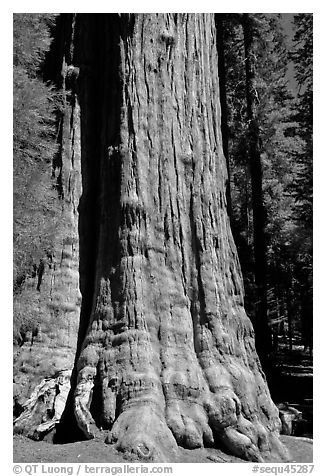 Base of General Sherman tree in the Giant Forest. Sequoia National Park, California, USA.